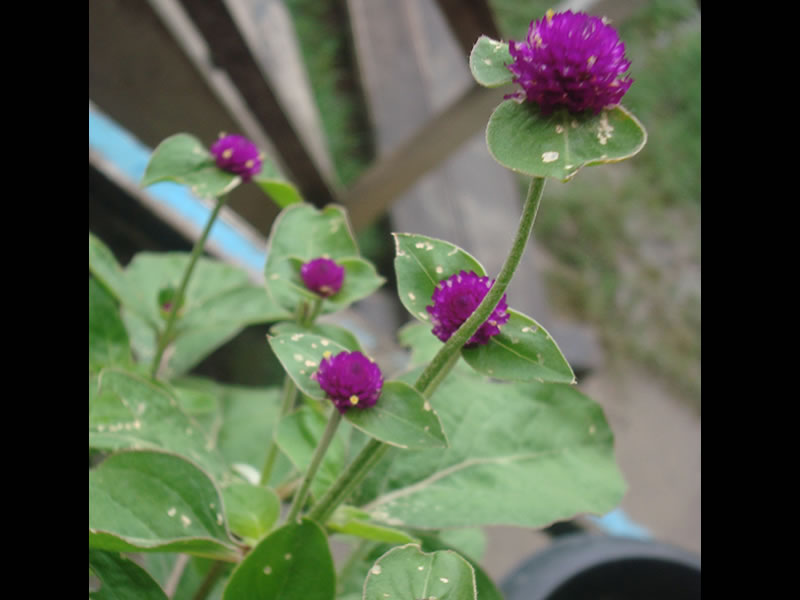 Flores Igarap�-a�u