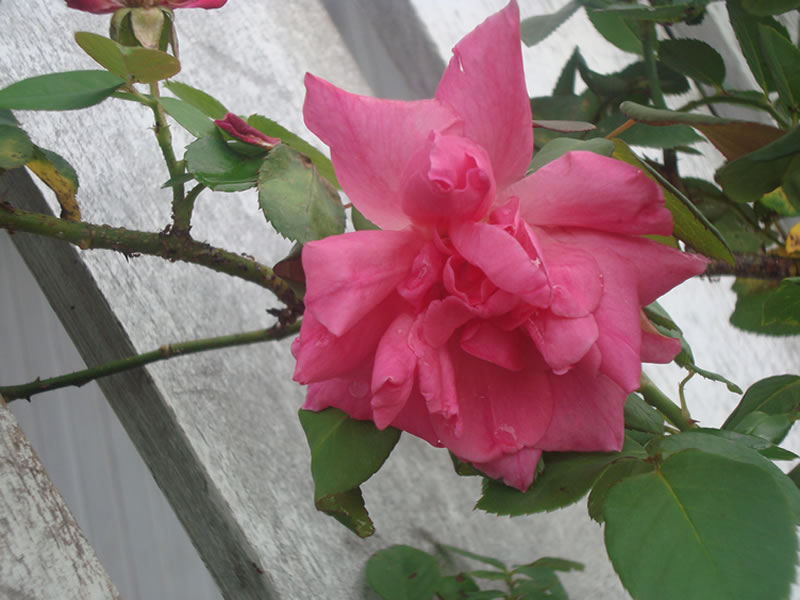 Flores Igarap�-a�u