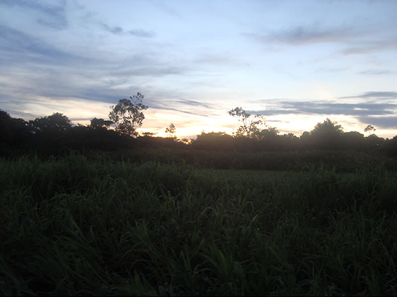 P�r-do-sol Igarap�-a�u